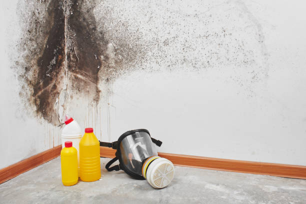 Best Bathroom Mold Remediation in Moraga, CA