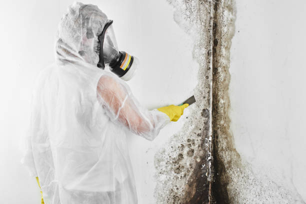 Best Crawl Space Mold Remediation in Moraga, CA