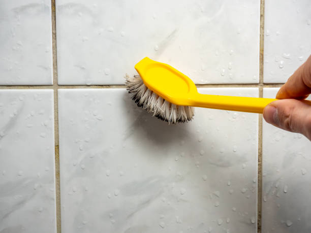 Best White Mold Remediation in Moraga, CA