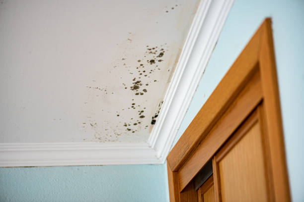 Best Health and Safety Mold Remediation in Moraga, CA