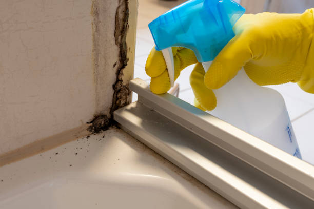 Best Preventive Mold Services in Moraga, CA
