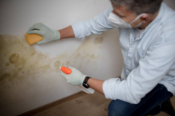 Best Residential Mold Remediation in Moraga, CA