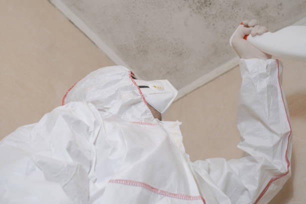 Best HVAC Mold Remediation in Moraga, CA