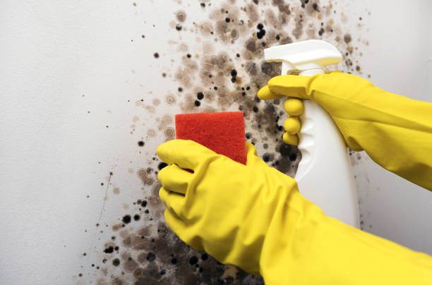 Best Industrial Mold Remediation in Moraga, CA