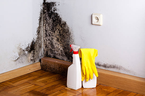 Best Mold Remediation for Schools in Moraga, CA