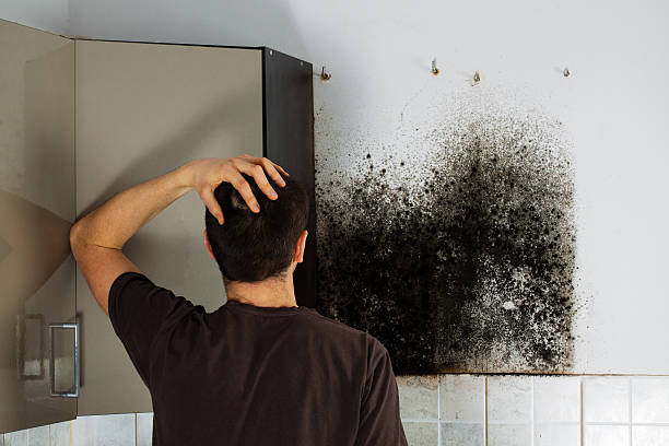 Best Residential Mold Remediation in Moraga, CA