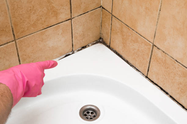 Best DIY Mold Remediation Support Services in Moraga, CA